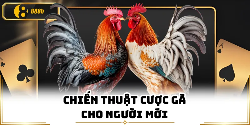 Chiến thuật cược gà cho người mới