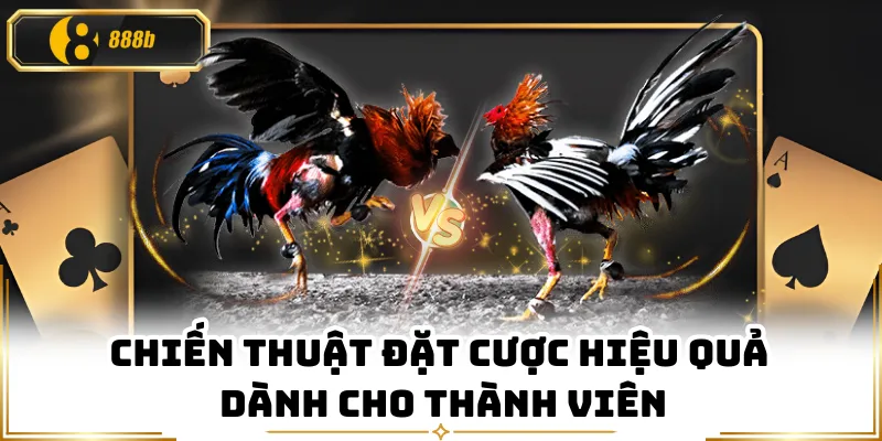Chiến thuật đặt cược hiệu quả dành cho thành viên